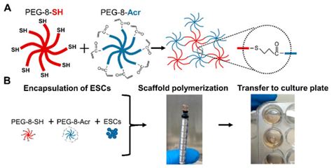 Self-Assembling Scaffolds Supported Long-Term Growth of Human Primed ...