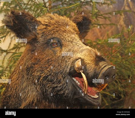 Wild Hogs Animal Teeth