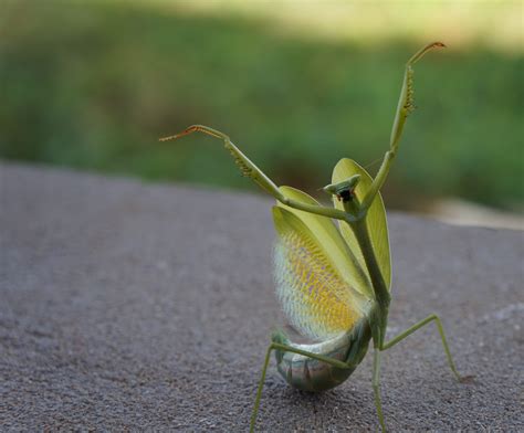 Image result for Praying Mantis