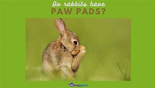 Image result for Bunny Paws Template
