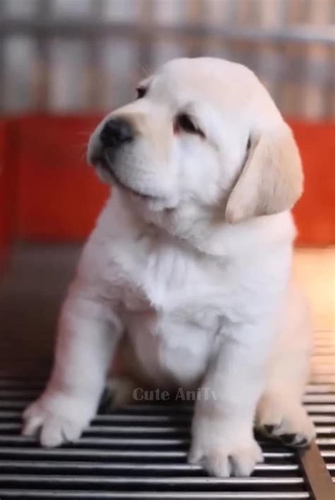 Funniest videos cat and dogs - One News Page VIDEO