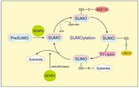 Naturally Derived SENP1 Inhibitors with Anticancer Activity