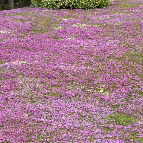 The red creeping thyme lawn is a beautiful new take on…
