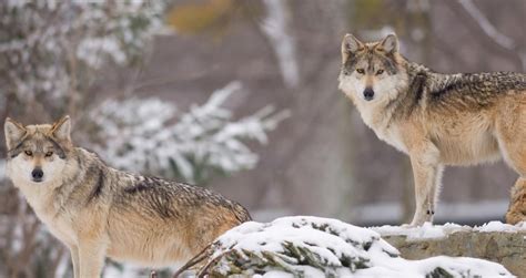 Image result for Wolves Abd Yellowstone