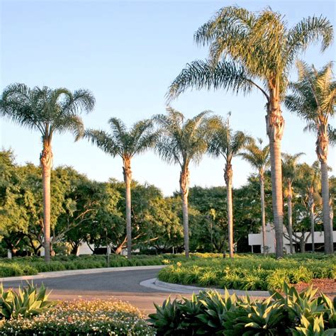 Queen Palm Tree | Plants Express