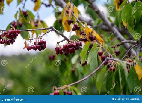 Sweet Ripe Black Cherry Berries Hanging on Cherry Tree in Fruit Orchard ...