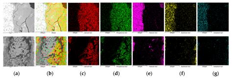 Native Osseous CaP Biomineral Coating on a Biomimetic Multi-Spiked ...