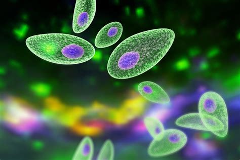 Common Parasite May Be Potential Tool against Certain Cancers