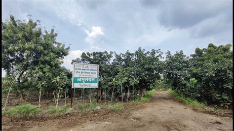 Uruli Devachi garbage depot converted into urban forest | Hindustan Times