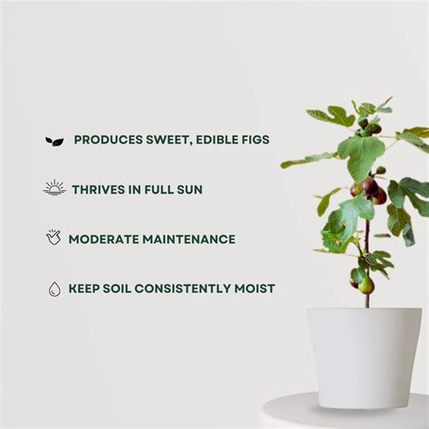 Anzeer Plant – Gardengram