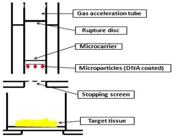 Figure 5-3.1.3(b): Working system of particle bombardment gun.
