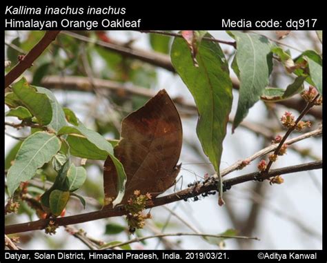 Kallima inachus | Butterfly