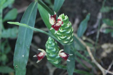 Habitat Of Zingiber Officinale