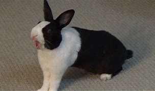 Image result for Bunnies Yawning