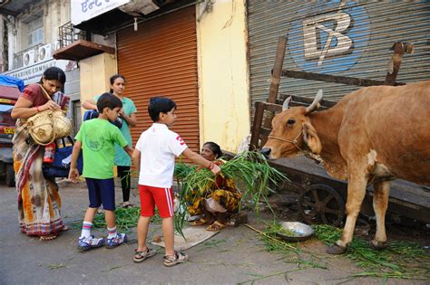 India's wonderful urban animal life