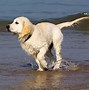 Image result for Golden Retriever and Bunnies