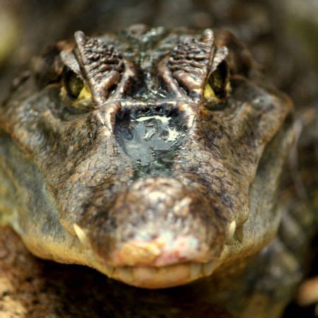 The Madras Crocodile Bank Trust & Centre for Herpetology