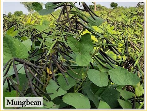 Indian Institute of Pulses Research