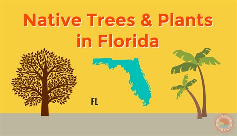 70 Popular Florida Native Trees and Plants List