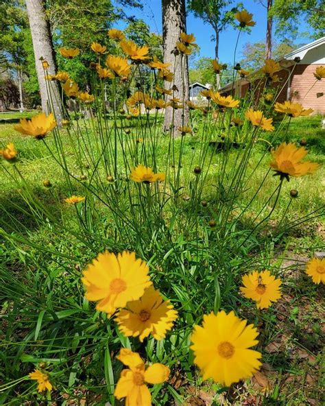 April Open House/Plant Sale, 104 Longacre Drive, Conroe Texas, 20 April ...