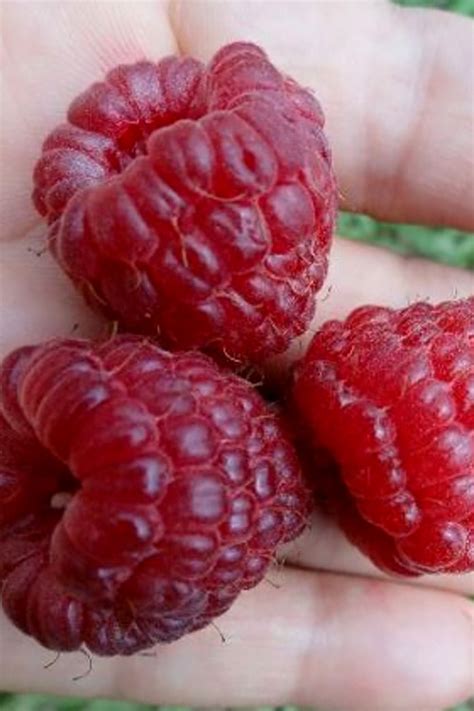 Red Raspberry Bush 的图像结果