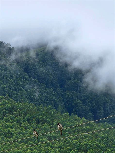 Road Trip from Cochin to Munnar in June for the Monsoon Vibes – Love ...