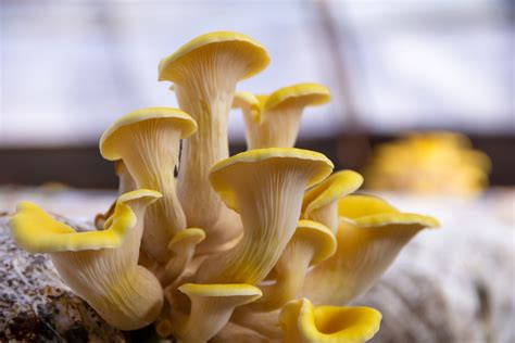 UF scientist warns popular golden oyster mushroom is quietly invading U ...
