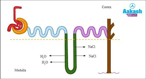 Urine Formation Osmoregulation in Biology: Definition, Types and ...