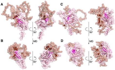 Myelin Basic Protein Attenuates Furin-Mediated Bri2 Cleavage and ...