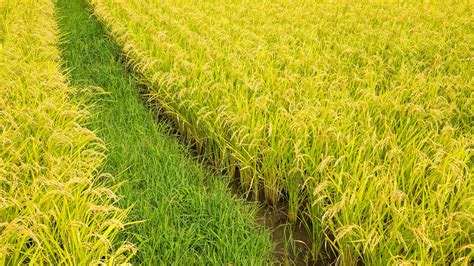 The global grain: exploring the diversity and cultivation of rice ...