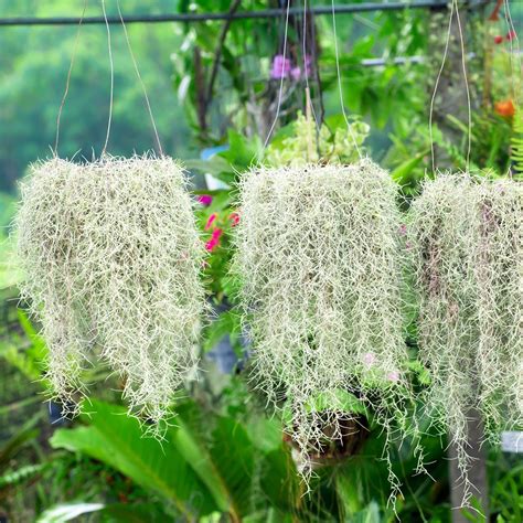 🌿 How to Transplant Spanish moss? (Ideal time, Methods, and Post Care)