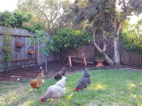 Garden Lovely Chicken Decoration, Let Your Yard Full Of Vitality The 1着 ...