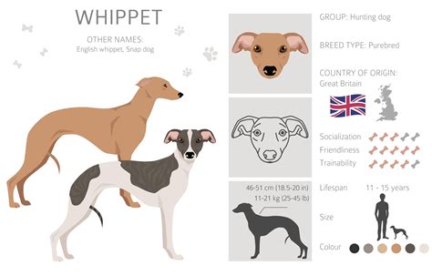 Whippet - Dog Breed Information & Characteristics - FurLyfe!