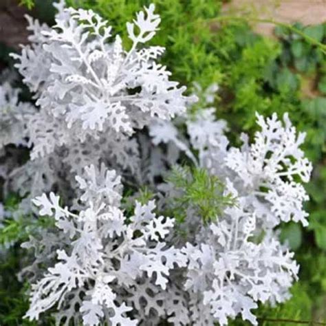 Cineraria maritima Silver Dust Ragwort Seeds – Elegant Silver Foliage ...