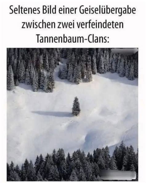 Die 30+ besten Tannenbaum-Witze - Schlechte Witze