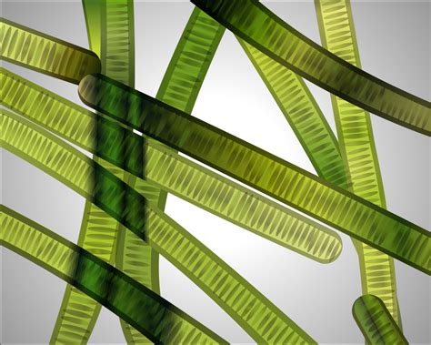 The features given below help identify Oscillatoria