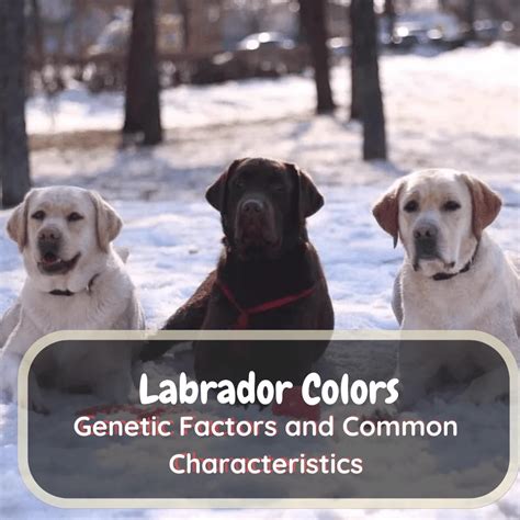 Image result for Labrador Retriever All Colors