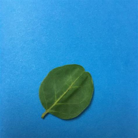 Type of venation for this leaf - Brainly.in