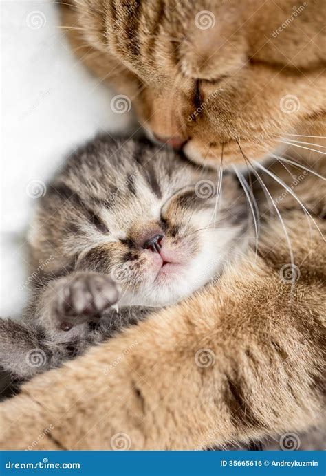 Mother cat hugging kitten stock photo. Image of baby - 35665616