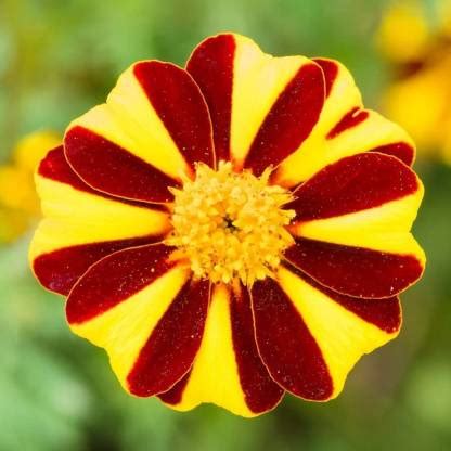 VibeX ™ PUSA-761 Marigold Mr. Majestic Seeds - Tagetes patula Nana Seed ...