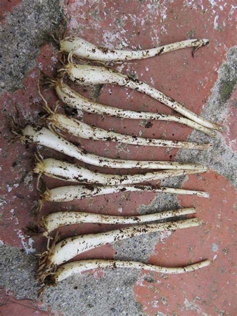 VibeX ® LXI-577 Allium chinense Onion (Vietnam Cu Kieu Hue) Seed Price ...