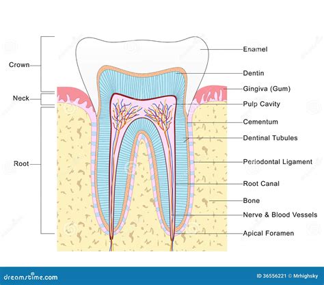 Anatomy Of Tooth Stock Image - Image: 36556221
