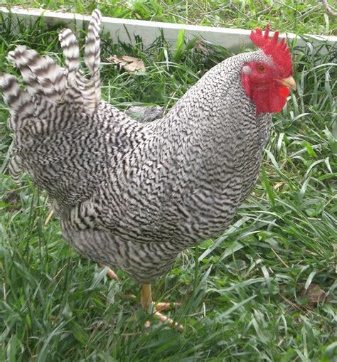Barred Rock Chicks ? | BackYard Chickens - Learn How to Raise Chickens