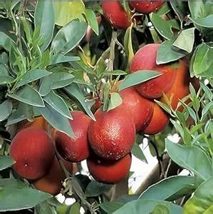 Everfit Agro Red Malta Mosambi Variety Grafted Fruit Live Plants & Tree ...