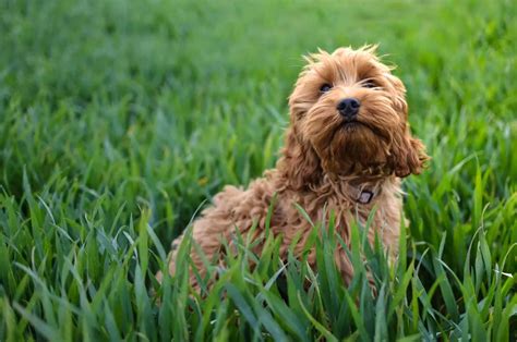 Image result for Cockapoo Dog Names