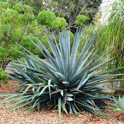 Agave Plant Tequila