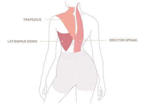 Image result for How to Develop Back Muscles