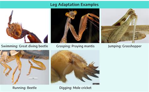 Image result for Class Insecta