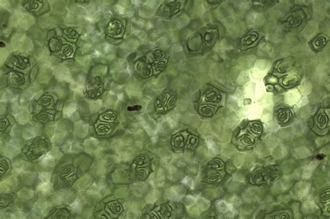 Incredible video shows plants 'breathing' in close-up detail