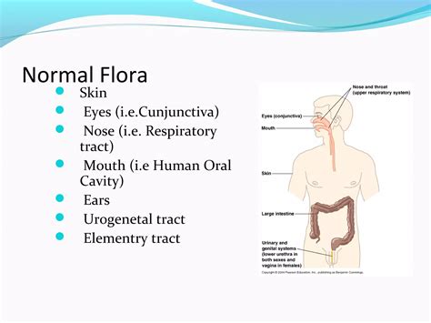 Microbial flora-of-the-human-body | PPT